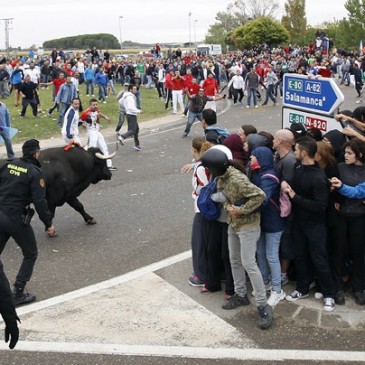 Abogados de Málaga denunciarán que el Toro de la Vega «incumple» la ley.»IFS ABOGADOS IRÁ A LA EUROCAMARA PARA DENUNCIAR ESTOS HECHOS»